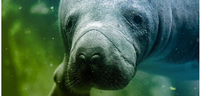 Manatee