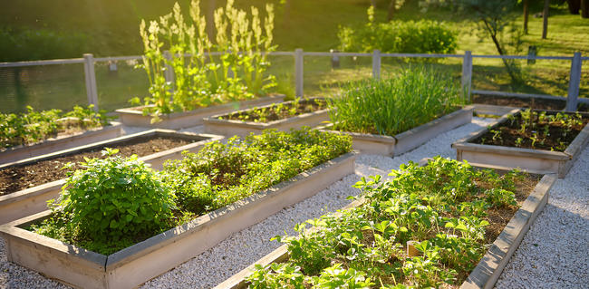 Community Garden